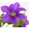 Waldrebe - Clematis, Rankhilfe