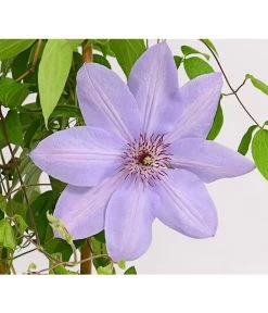 Waldrebe - Clematis, Rankhilfe -Gartenmöbelgeschäft 7129034 WE DE 002 ClematisBlauPurpurWaldreben16CDehnerExpressHerzig