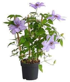 Waldrebe - Clematis, Rankhilfe -Gartenmöbelgeschäft 7129034 WE FS 002 ClematisBlauPurpurWaldreben16CDehnerExpressHerzig