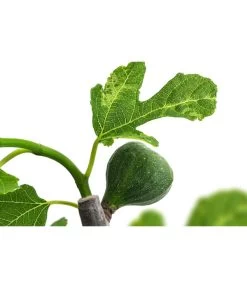 Bornholmfeige -Gartenmöbelgeschäft 7186315 WE DE 001 FicusBornholmfeigeT17