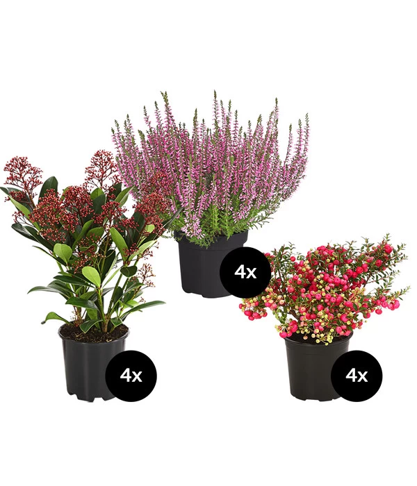 Grabpflanzen-Set Ewigkeit, 12-teilig 1 Grabpflanzen-Set Ewigkeit, 12-teilig