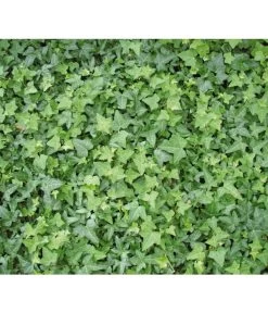 Efeu, Grün -Gartenmöbelgeschäft 7207871 BildD 001 GewoehnlicherEfeuHedHelix 1