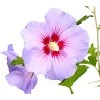 Hibiskus 'Blue Chiffon®' - Garten-Eibisch