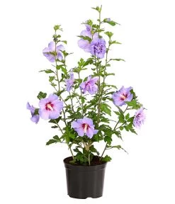 Hibiskus 'Blue Chiffon®' - Garten-Eibisch -Gartenmöbelgeschäft 7213606 WE FS 001 HibiscusSyriacusBlueChiffonRoseneibischHibiskus3LDehnerExpressHerzig