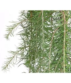 Japanische Hänge-Lärche 'Stiff Weeper' -Gartenmöbelgeschäft 7261605 WE DE 001 LarixLaercheStiffWeeper60Stamm5LDehnerExpressHerzig