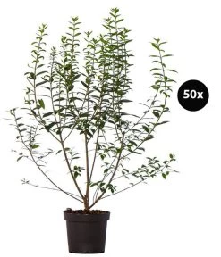 17 Meter Ovalblättriger Liguster, 50 X Ca. 60-100 Cm