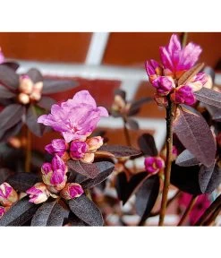 Rhododendron 'P. J. Mezitt' 9 Rhododendron 'P. J. Mezitt' -Gartenmöbelgeschäft 7426638 BildD 001 RhododendronPJMezittRhodPJMezitt