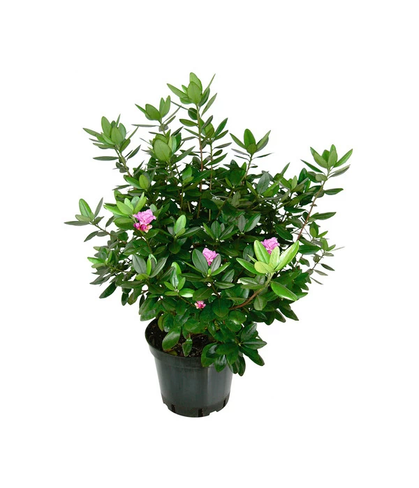 Rhododendron 'P. J. Mezitt' 1 Rhododendron 'P. J. Mezitt'