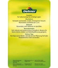 Rhododendron 'P. J. Mezitt' 7 Rhododendron 'P. J. Mezitt' -Gartenmöbelgeschäft 7426638 RhododendronPJMezitt Etikett 02