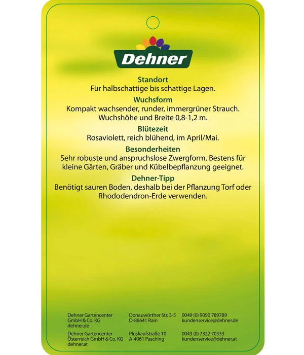 Rhododendron 'P. J. Mezitt' 3 Rhododendron 'P. J. Mezitt' – Bild 3