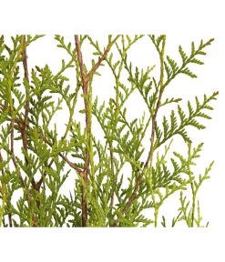 7 Meter Lebensbaum 'Brabant', 20 X Ca. 100-125 Cm -Gartenmöbelgeschäft 7511009 WE DE 001 LebensbaumThujaOccidentalisBrabant3L 1