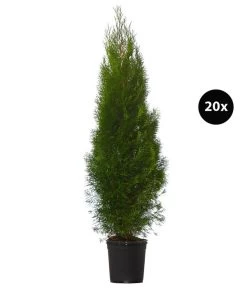 10 Meter Lebensbaum 'Smaragd', 20 X Ca. 125-150 Cm