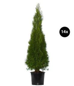 7 Meter Lebensbaum 'Smaragd', 14 X Ca. 150-175 Cm