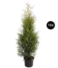 7 Meter Lebensbaum 'Brabant', 12 X Ca. 140-160 Cm