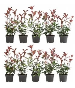 2-3 Meter Purpur-Glanzmispel 'Red Robin', 10 X Ca. 35 Cm