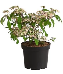 Rosa Etagen-Schneeball 'Molly Schroeder'