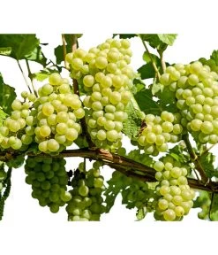 Neue Veröffentlichungen 20 Dehner Gourmet Garten Tafeltraube 'Palatina'