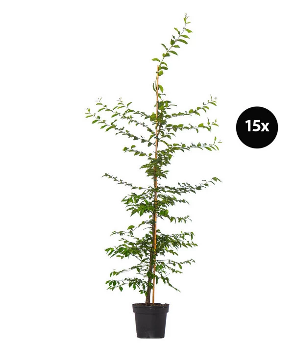 5 Meter Hainbuche, 15 X Ca. 175-200 Cm 1 5 Meter Hainbuche, 15 X Ca. 175-200 Cm