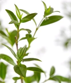 25 Meter Gemeiner Liguster, 100 X Ca. 60-100 Cm -Gartenmöbelgeschäft 7548373 7548373 7548399 7548407 7548415 7548423 WE DE 001 GemeinerLiguster