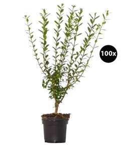 25 Meter Gemeiner Liguster, 100 X Ca. 60-100 Cm