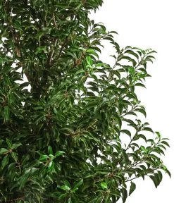 XXL Portugiesischer Kirschlorbeer 'Brenelia', Ca. 170-190 Cm 5 XXL Portugiesischer Kirschlorbeer 'Brenelia', Ca. 170-190 Cm -Gartenmöbelgeschäft 7550643 WE DE 001 PrunusLusitanicaBrenelia