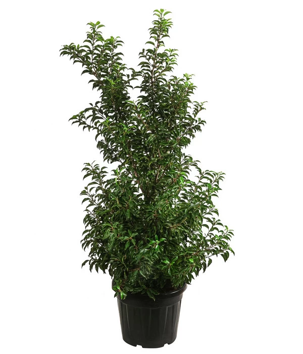 XXL Portugiesischer Kirschlorbeer 'Brenelia', Ca. 170-190 Cm 1 XXL Portugiesischer Kirschlorbeer 'Brenelia', Ca. 170-190 Cm