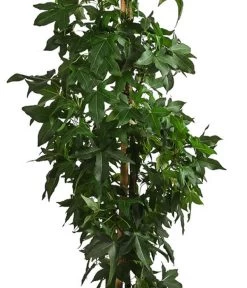 XXL Amberbaum, Ca. 175-200 Cm -Gartenmöbelgeschäft 7550668 WE DE 002 LiquidambarStyracifluaAmberbaumXXL