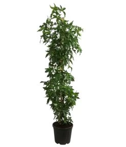 XXL Amberbaum, Ca. 175-200 Cm