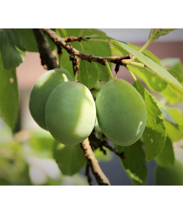 Bio Zwetschge 'Oullins Reneklode' 1 Bio Zwetschge 'Oullins Reneklode'