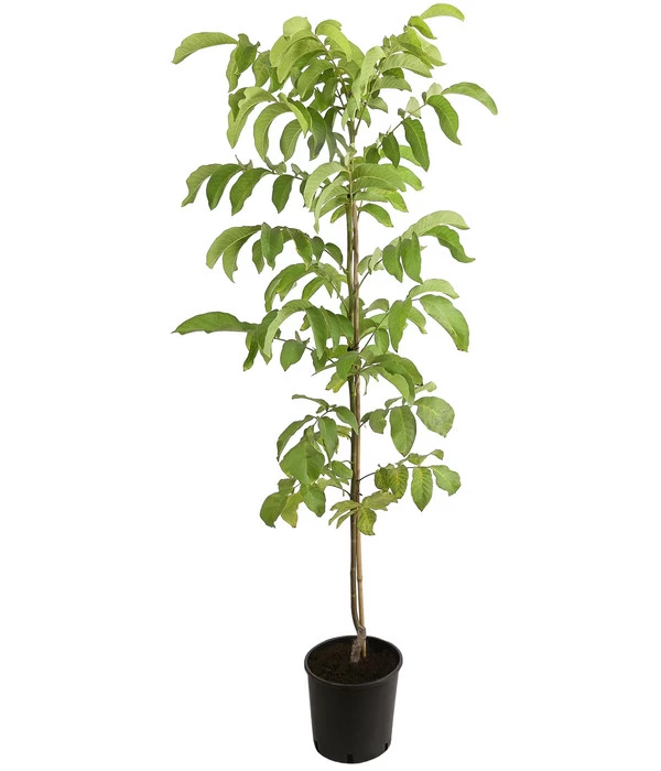 Veredelte Walnuss 'Mars' 2 Veredelte Walnuss 'Mars' – Bild 2