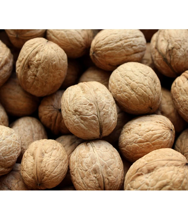 Veredelte Walnuss 'Mars' 1 Veredelte Walnuss 'Mars'