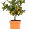 Calamondin-Orange