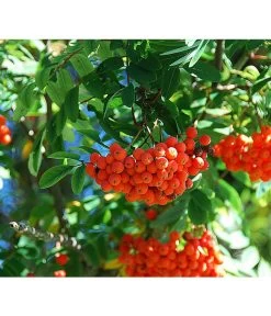 Eberesche 'Edulis' -Gartenmöbelgeschäft 7638513 DE 009 EberescheEdulis Pixabay