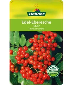 Eberesche 'Edulis' -Gartenmöbelgeschäft 7638513 Edel EberescheEdulis Etikett 1