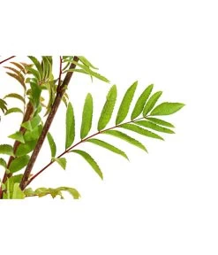 Eberesche 'Edulis' -Gartenmöbelgeschäft 7638513 PR DE 002 EberescheEdulisBusch95LiterDehnerExpressHerzig