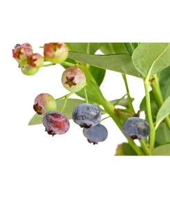 Dehner Gourmet Garten Heidelbeere 'Spartan' -Gartenmöbelgeschäft 7665508 PR DE 002 GourmetGartenHeidelbeereSpartan3LiterDehnerExpressHerzig