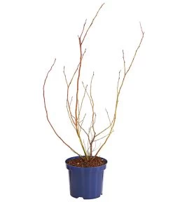 Dehner Gourmet Garten Heidelbeere 'Spartan' -Gartenmöbelgeschäft 7665508 WE FS 001 GGHeidelbeereSparten3L