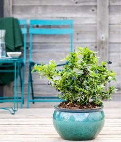 Dehner Gourmet Garten Heidelbeere 'Spartan' -Gartenmöbelgeschäft 7665508 WE MO HeidelbeereSpartan