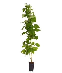 Neue Veröffentlichungen -Gartenmöbelgeschäft 7666662 PR FS 002 Himbeere HomeCaneDehnerExpressZS