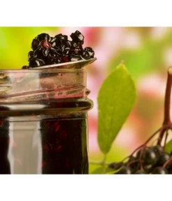 Holunder 'Black Lace' -Gartenmöbelgeschäft 7670896 WE MO 003 Holunder