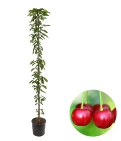 Säulenkirsche 'Victoria'