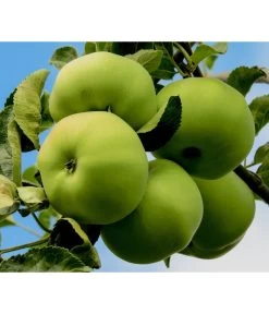 Sommerapfel 'Klarapfel', Weiß