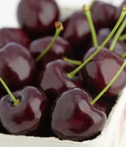 Süßkirschen-Duo 'Kordia/Burlat' -Gartenmöbelgeschäft 7703143 PR DE 001 KirscheKordiaDehnerExpressZS