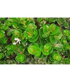 Natalpflaume -Gartenmöbelgeschäft 7719107 PR MO 002 NatalpflaumeCarissaGrandiflora123rf