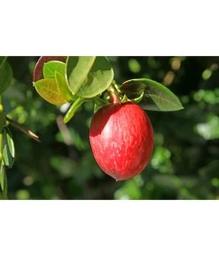 Natalpflaume -Gartenmöbelgeschäft 7719107 PR MO 011 NatalpflaumeCarissaGrandiflora123rf