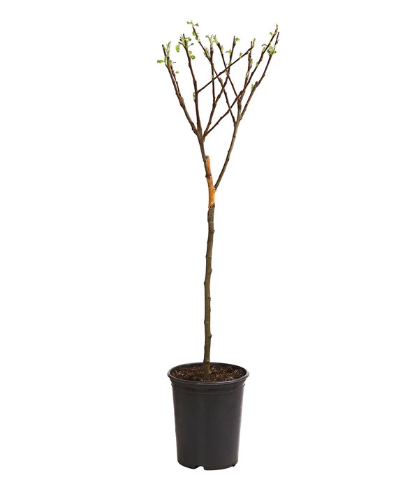 Zwergapfel 2 Zwergapfel – Bild 2