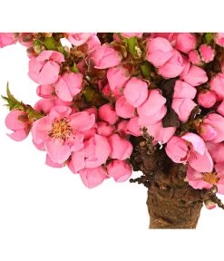 Zwergpfirsich 'Amber Pix Zee' 11 Zwergpfirsich 'Amber Pix Zee' -Gartenmöbelgeschäft 7728744 WE DE 001 ZwergPfirsich7LDehnerExpressHerzig