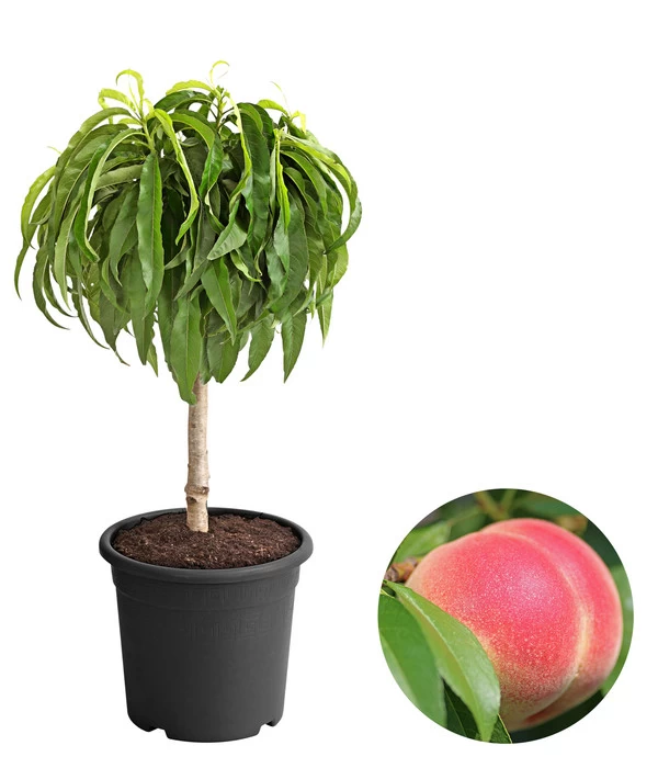 Zwergpfirsich 'Amber Pix Zee' 1 Zwergpfirsich 'Amber Pix Zee'