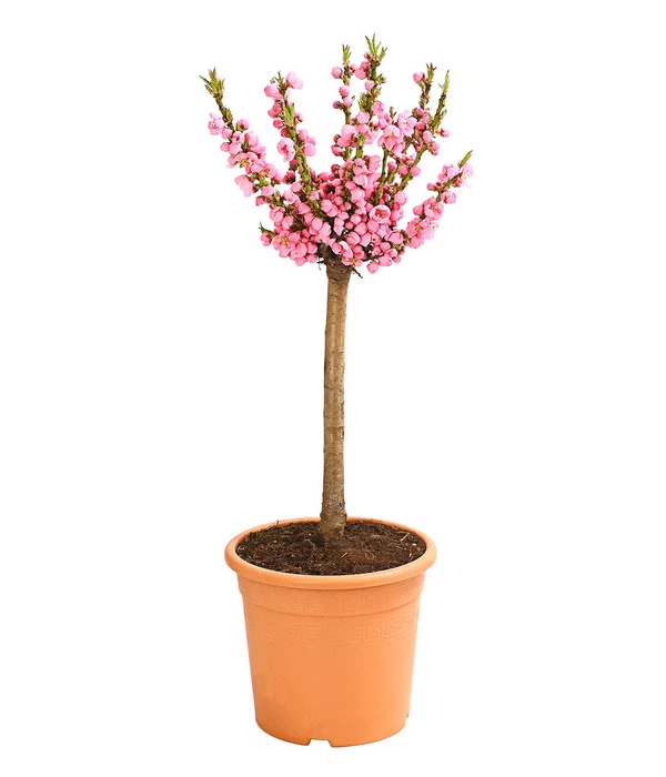 Zwergpfirsich 'Amber Pix Zee' 2 Zwergpfirsich 'Amber Pix Zee' – Bild 2