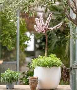 Zwergpfirsich 'Amber Pix Zee' 10 Zwergpfirsich 'Amber Pix Zee' -Gartenmöbelgeschäft 7728744 WE MO 001 ZwergPfirsich